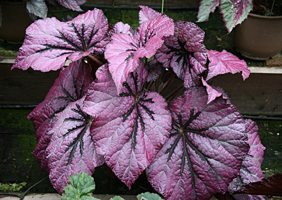 B. ‘Mikado’